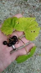 Vitis rotundifolia munsoniana