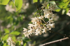 Staphylea holocarpa