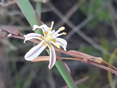 Trachyandra divaricata