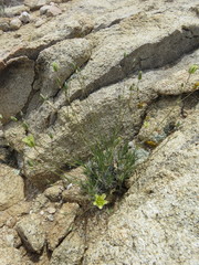 Eremogone macradenia