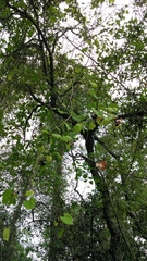 Vitis rotundifolia munsoniana