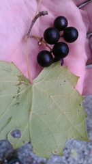Vitis rotundifolia munsoniana