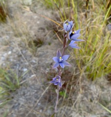 Thelymitra malvina