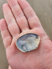 Venerupis largillierti