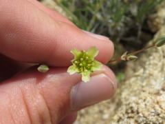 Eremogone macradenia