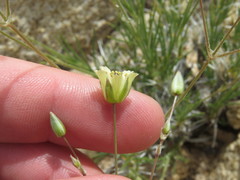 Eremogone macradenia