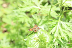 Araschnia chinensis
