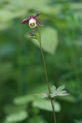 Aquilegia oxysepala