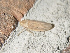 Negosiana