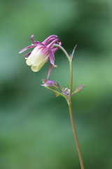 Aquilegia oxysepala