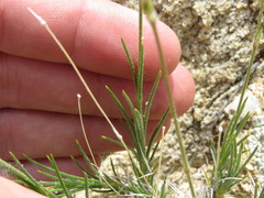 Eremogone macradenia