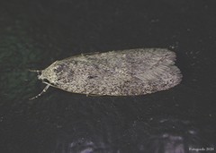 Semioscopis inornata