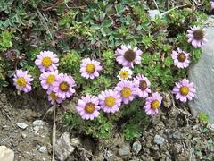 Allardia glabra