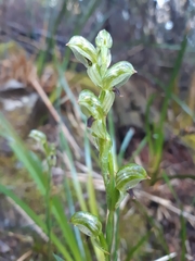 Pterostylis williamsonii