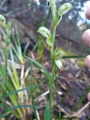 Pterostylis williamsonii