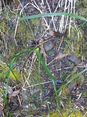 Pterostylis williamsonii
