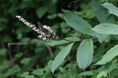 Maianthemum henryi