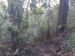 Pterostylis williamsonii