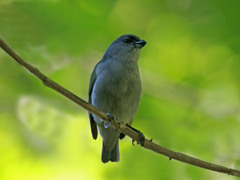 Jamaican Euphonia photo 1