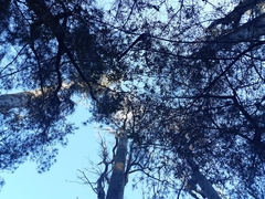 Pterostylis williamsonii