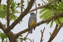Jamaican Euphonia photo 3