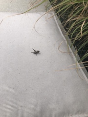 Pholidoptera griseoaptera