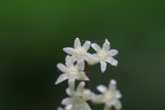 Maianthemum henryi
