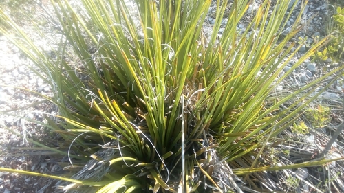 Nolina cespitifera