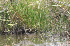 Hapalocrex flaviventer