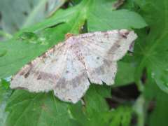 Macaria shanghaisaria