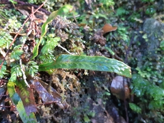 Notogrammitis billardierei