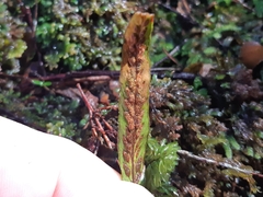 Notogrammitis billardierei