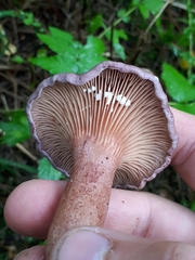 Lactarius lilacinus