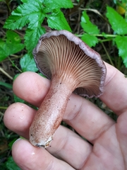Lactarius lilacinus