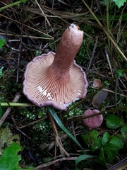 Lactarius lilacinus