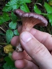 Lactarius lilacinus