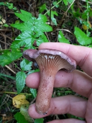 Lactarius lilacinus