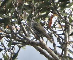 Chrysococcyx minutillus