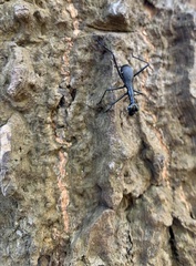 Derocrania