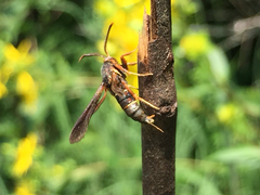 Vitacea polistiformis