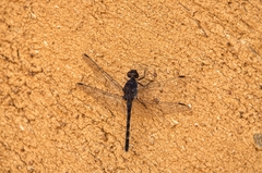 Bradinopyga konkanensis