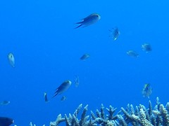 Chromis fumea