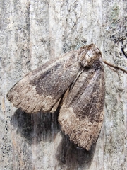 Amphipyra perflua