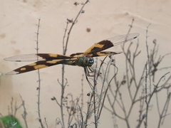 Rhyothemis variegata