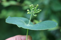 Lonicera tragophylla