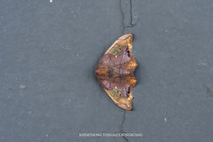 Spectroreta hyalodisca