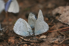 Celastrina oreas