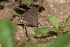 Chrysozephyrus