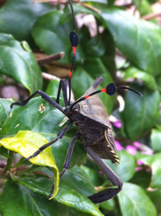 Pachylis acutangulus