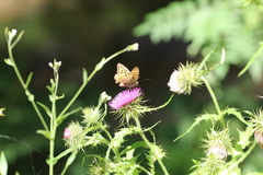 Argynnis vorax